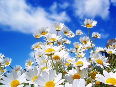 Primavera